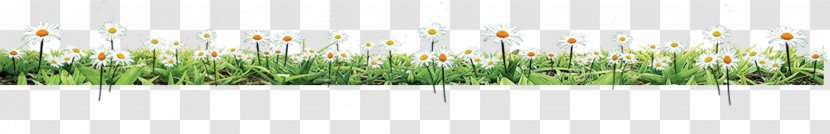 Green Grasses Brand Font - Grass - Flowers Transparent PNG