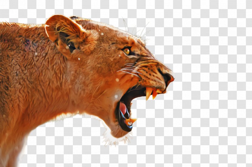 Lion Roar Facial Expression Wildlife Snout - Tooth Transparent PNG