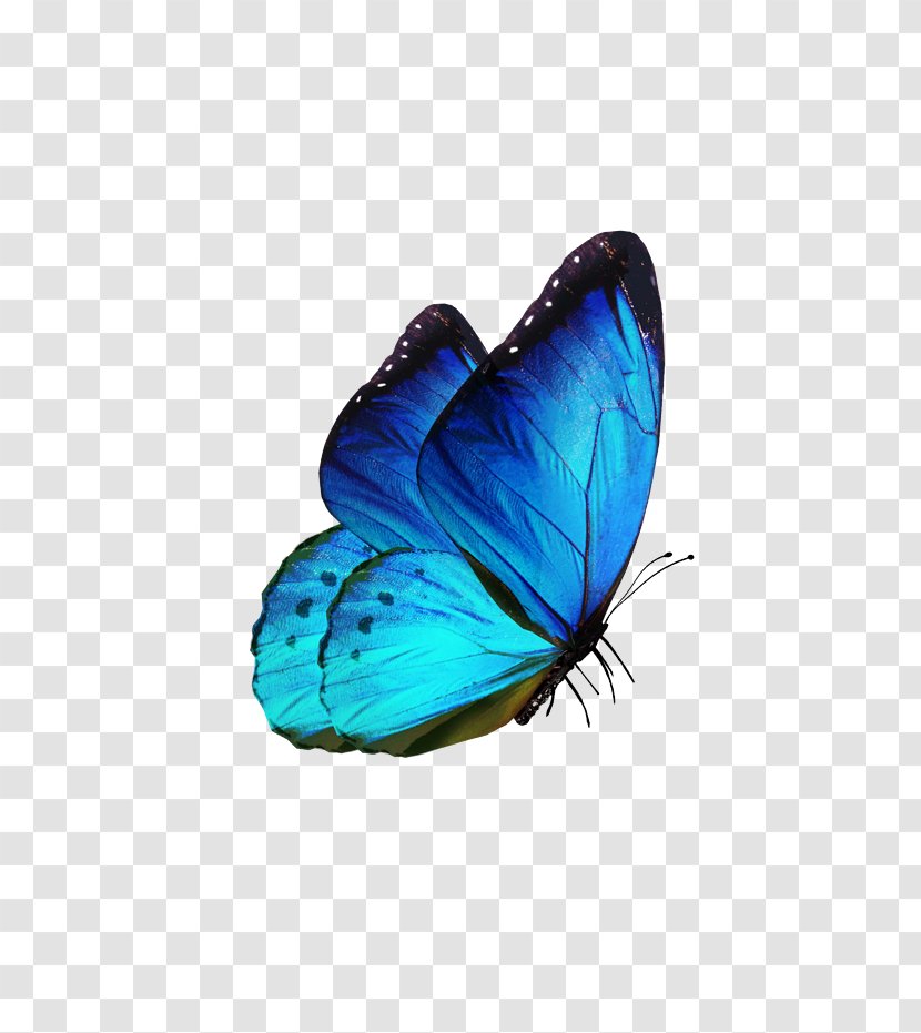 Butterfly Insect Clip Art - Editing Transparent PNG