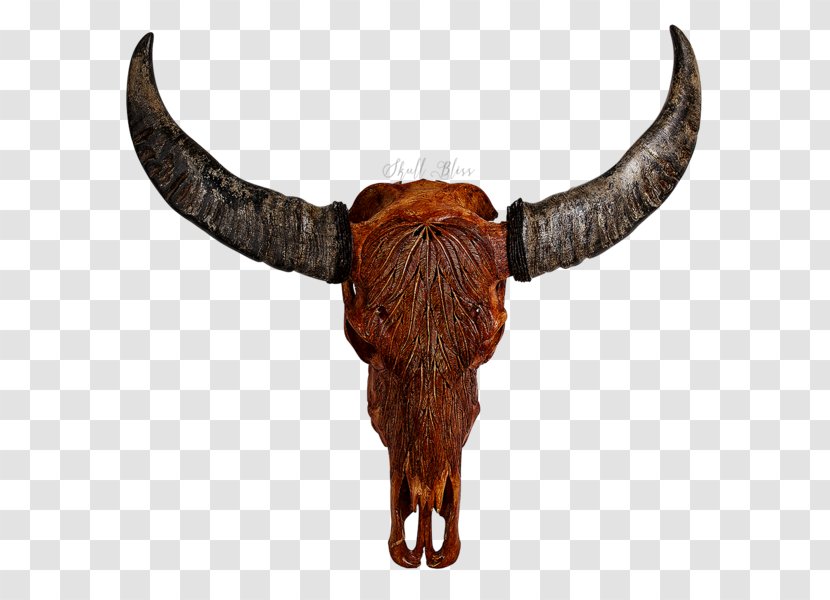 Cattle Horn Animal Skulls Bison - Buffalo Skull Transparent PNG