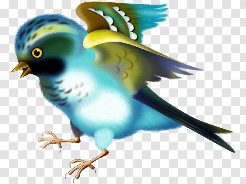Feather Parakeet Desktop Wallpaper Teal Beak - Parrot Transparent PNG
