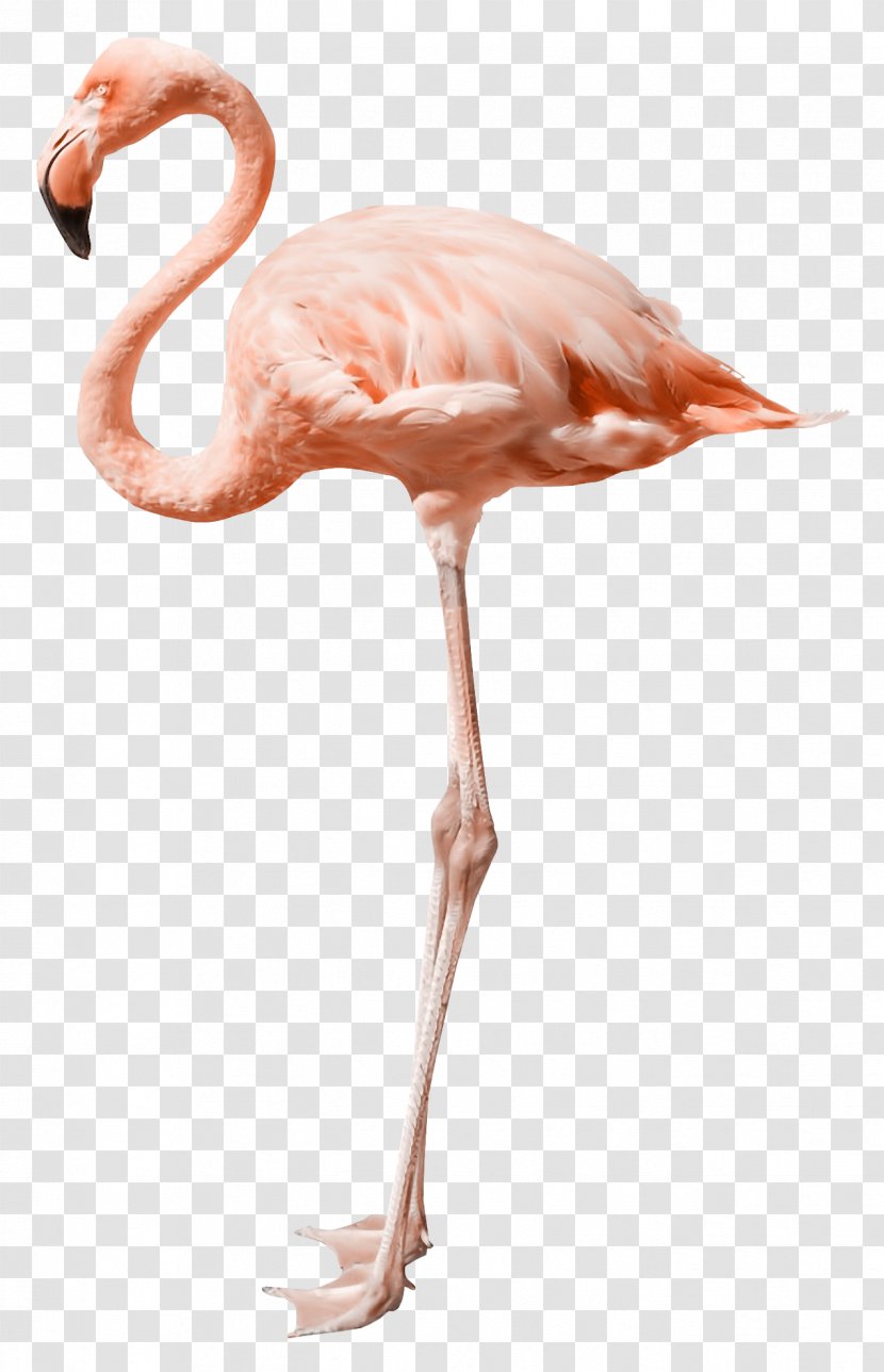 Flamingo Stock Photography - Footage - Animals Ostrich Transparent PNG