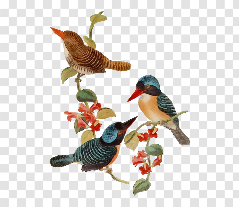 Hummingbird Transparent PNG