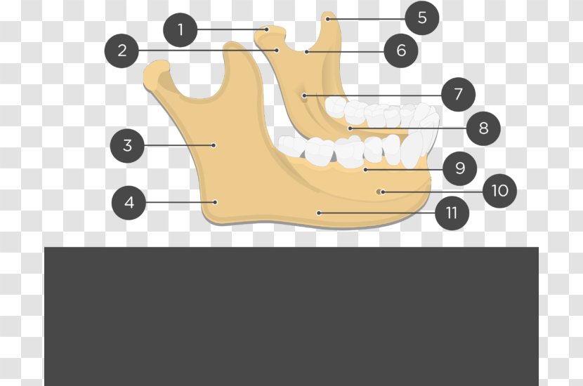 Mandible Bone Anatomy Facial Skeleton Alveolar Process - Silhouette - Foot Transparent PNG