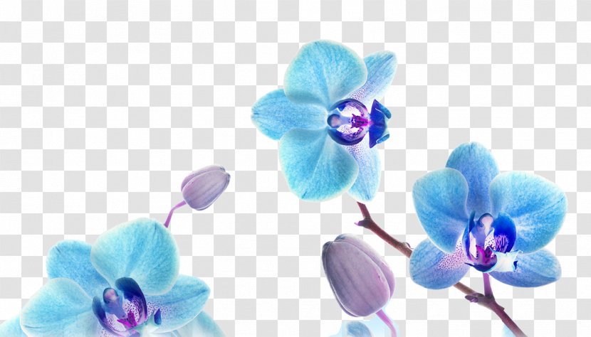 Painting Art Desktop Wallpaper - Tree - Blue Orchid Transparent PNG