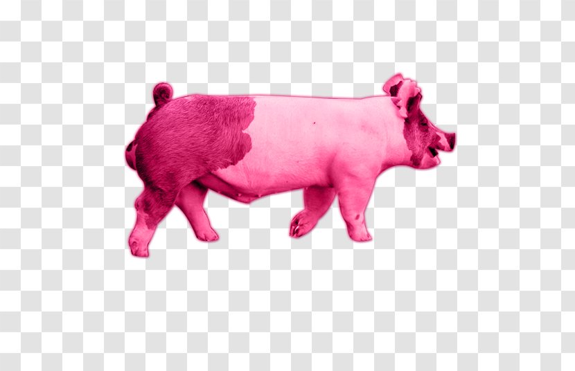 Pig Cattle Mammal Pink M Snout - Animal Figure Transparent PNG