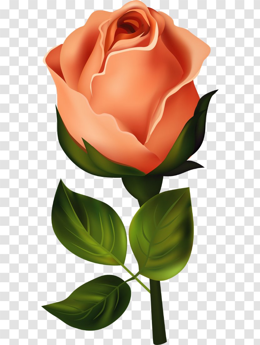 Morning Image God Day Night - Flora - Chien Rose Transparent PNG