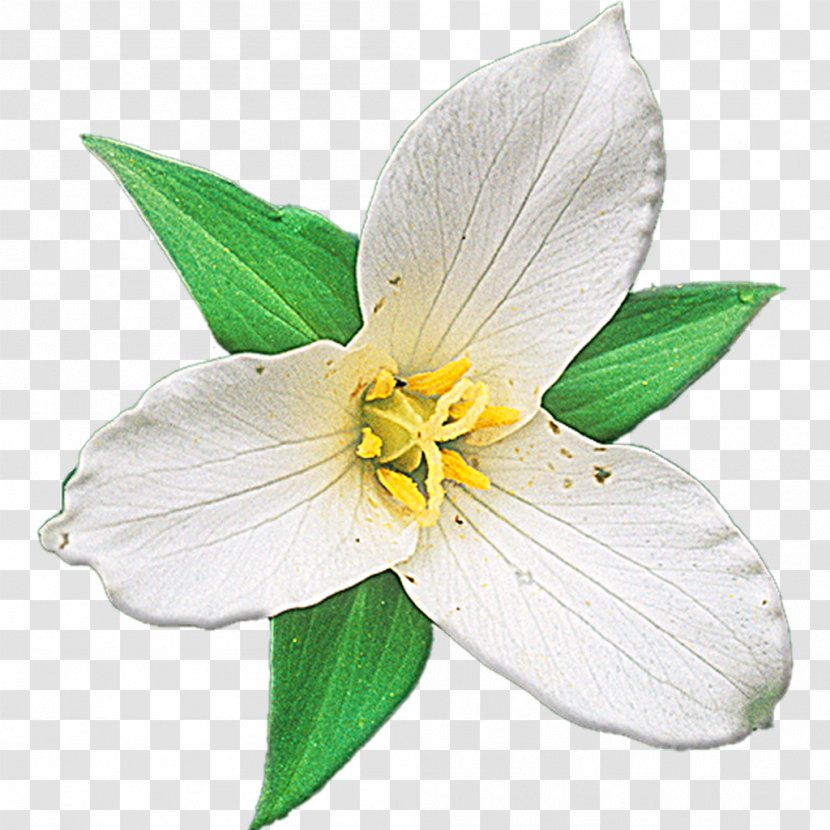 Wildflower Plant - Android - Wild Flowers Transparent PNG