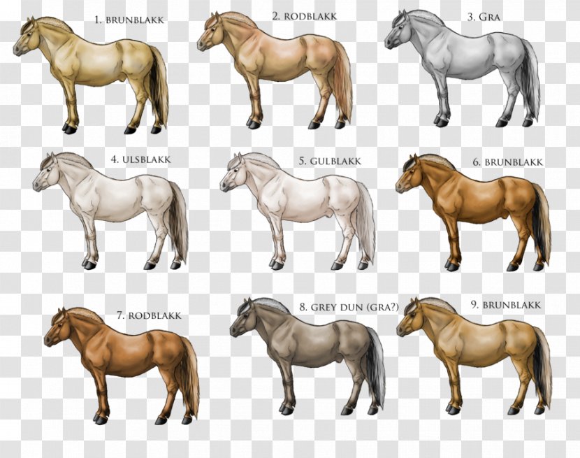 Fjord Horse American Quarter Pony Equine Coat Color - Animal - Apart Transparent PNG