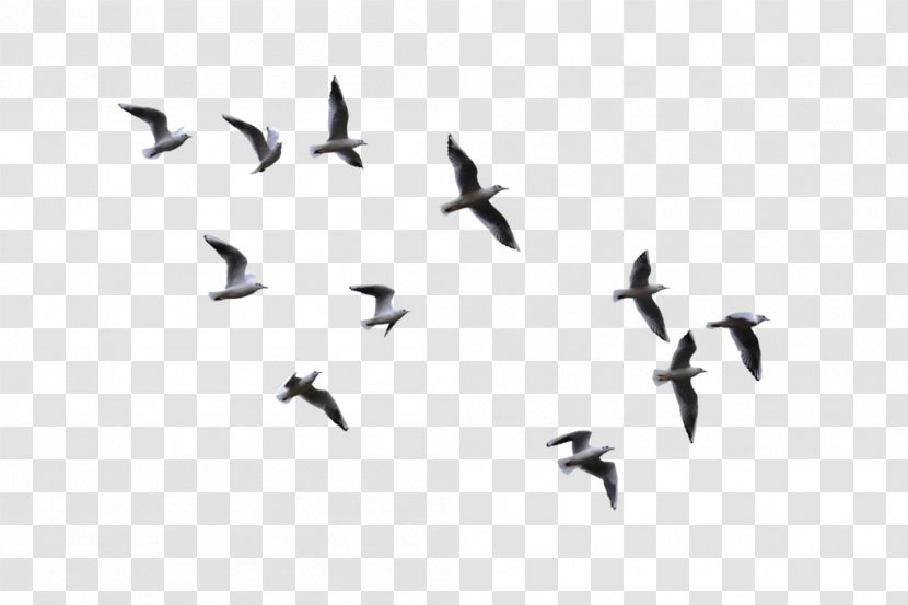 Bird Flight Gulls - Ducks Geese And Swans - Flying Transparent PNG