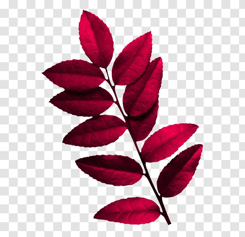 Leaf Red Plant Flower Petal - Magenta Transparent PNG