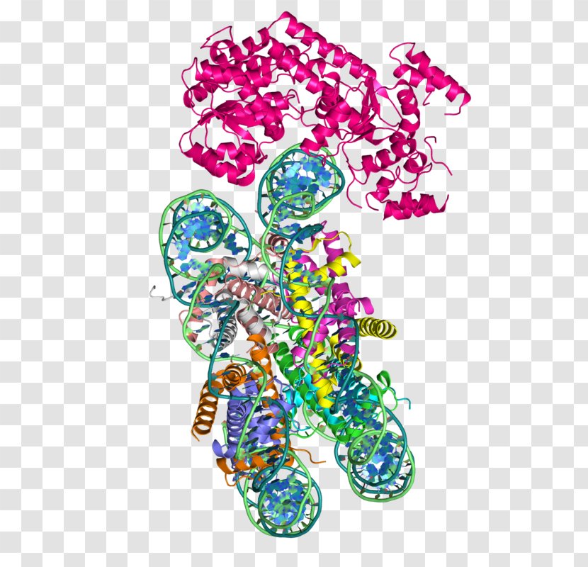 SWI/SNF Chromatin Structure Remodeling (RSC) Complex Nucleosome Protein Domain - Art - Atpase Transparent PNG