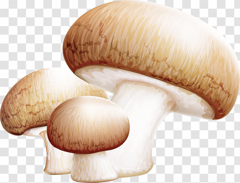 Agaricus Bisporus Agaricomycetes King Trumpet Mushroom Mushroom Medicinal Fungi Transparent PNG