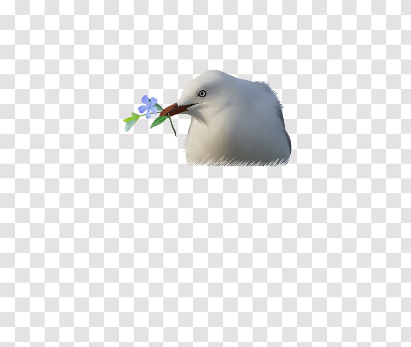 Beak Feather Sky Plc - Seagull Transparent PNG