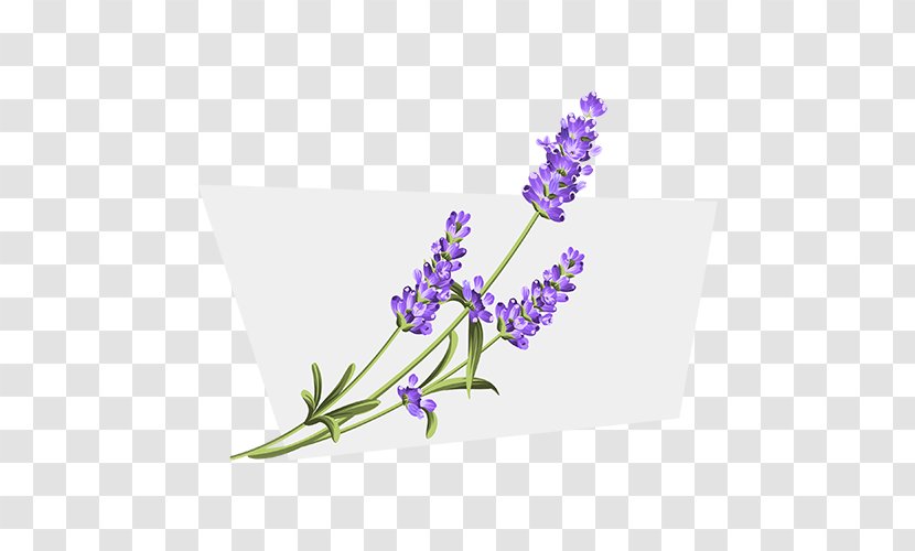 English Lavender - Flora - Flower Transparent PNG