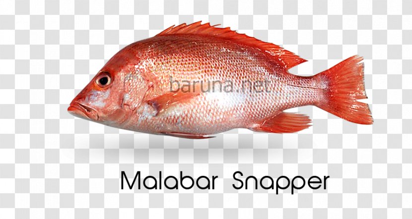 Northern Red Snapper Fish Products Tilapia Oily Perch Transparent PNG