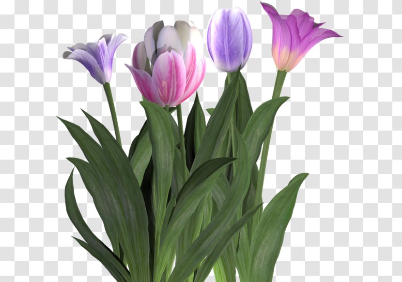 Cut Flowers Tulip Plant - Seed - Crocus Transparent PNG