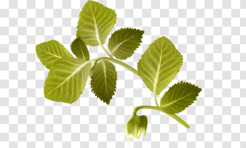 Herbalism Leaf Tree Transparent PNG