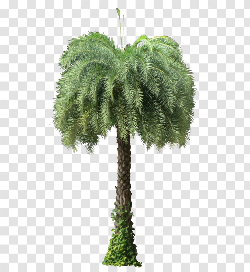 Asian Palmyra Palm Date Phoenix Sylvestris Arecaceae Oil Palms - Spruce Transparent PNG