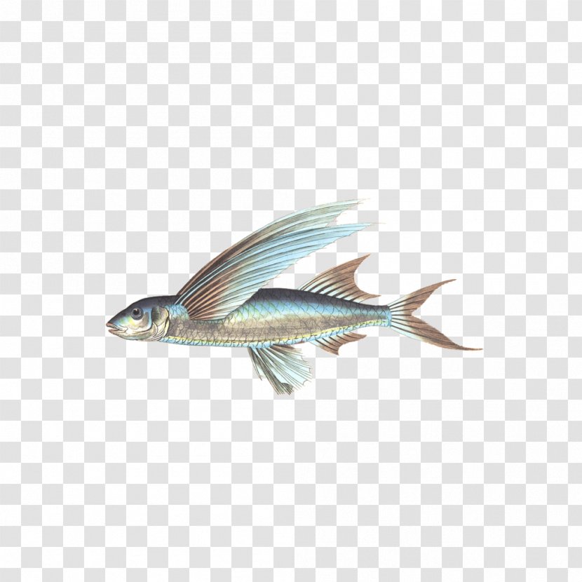 Fish - Flying - Aquatic Animals Transparent PNG