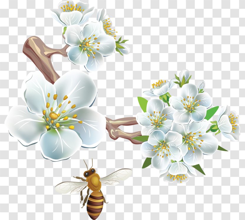 Flower White - Insect - Pear Transparent PNG