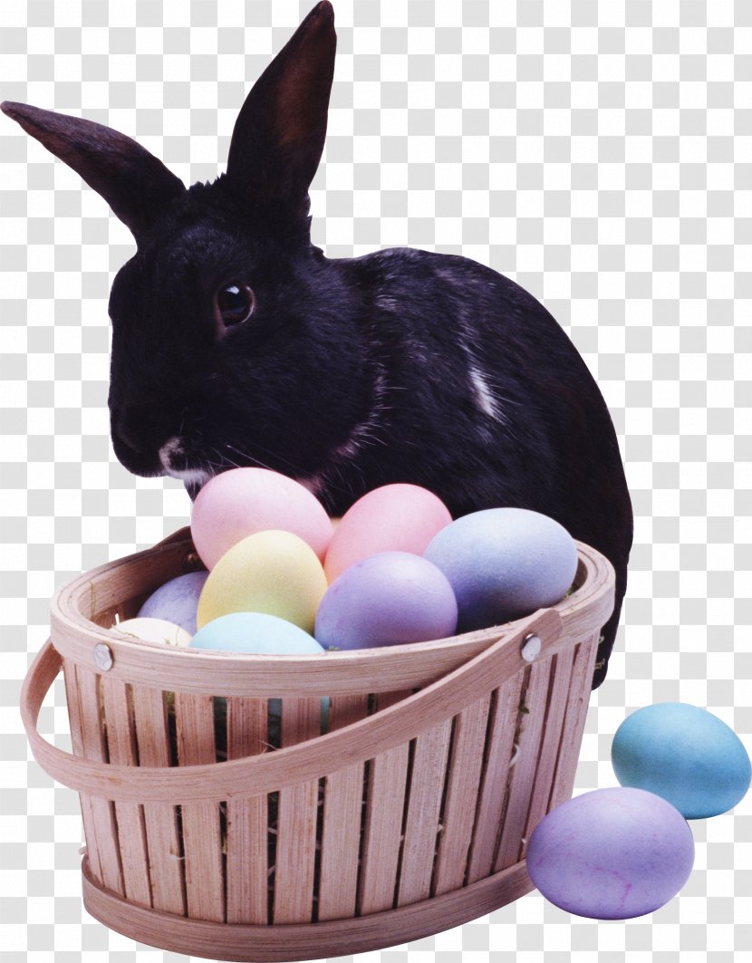 European Rabbit Leporids - Photoscape - Easter Bunny Transparent PNG