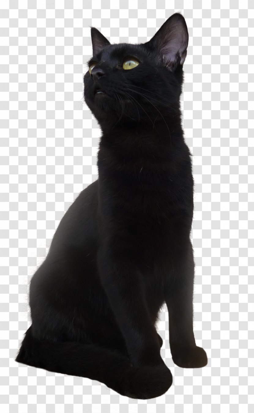 Bombay Cat Korat European Shorthair Black - Whiskers - Transparent Picture Transparent PNG