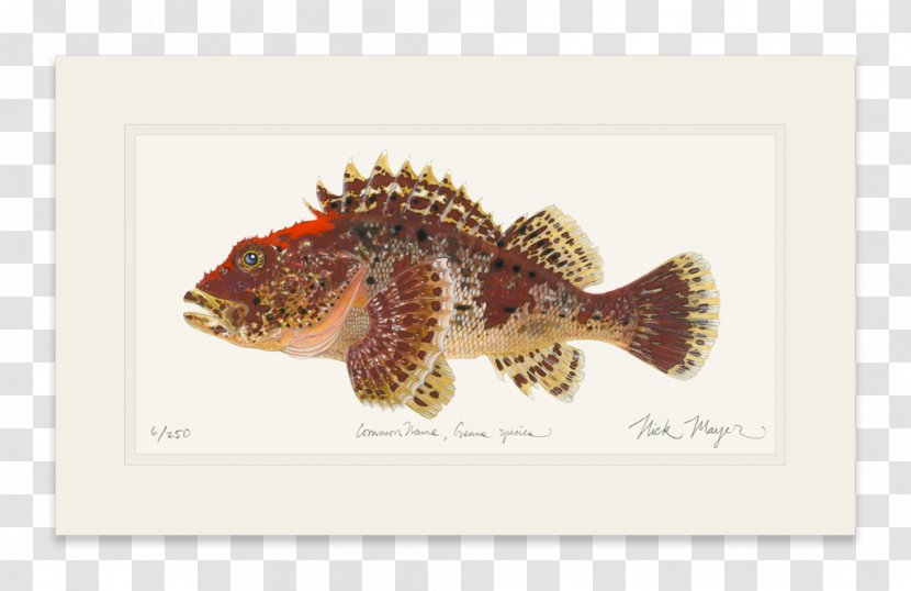 Fauna Fish - Scorpion Painted Transparent PNG
