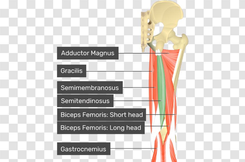 Gluteus Medius Maximus Minimus Gluteal Muscles - Flower - Short Legs Transparent PNG