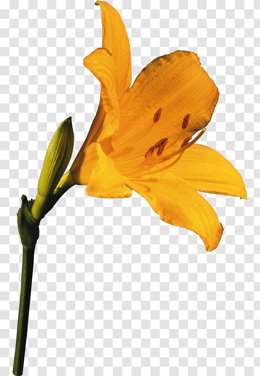 Hemerocallis Lilioasphodelus Flower Yellow Lilium Orange - Lily Transparent PNG