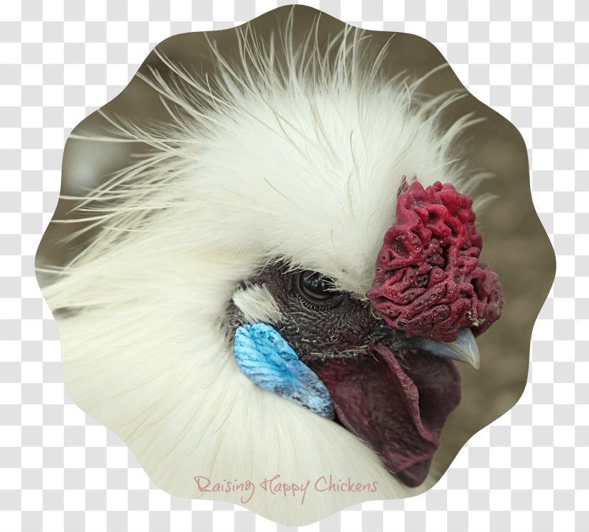 Silkie Pekin Chicken Rosecomb Ancona - Rooster - Comb Transparent PNG
