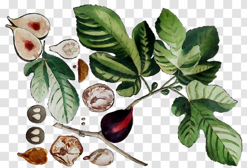 Fruit The Bell Jar Common Fig Herbalism - Plant Transparent PNG