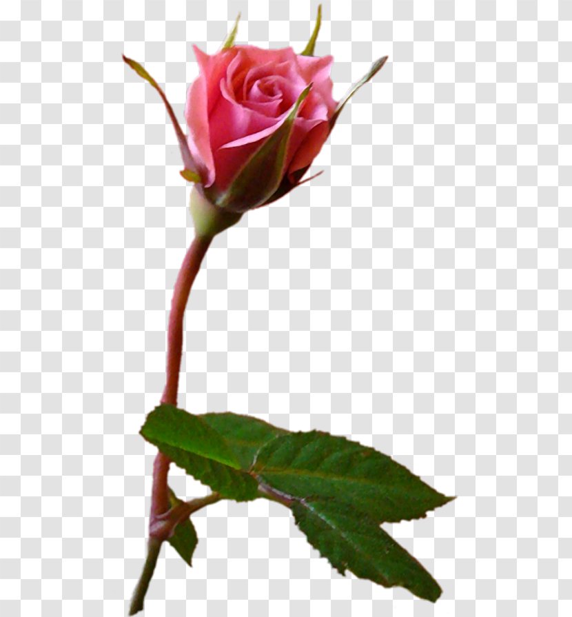 Garden Roses Cabbage Rose Pink Flower Бутон Transparent PNG