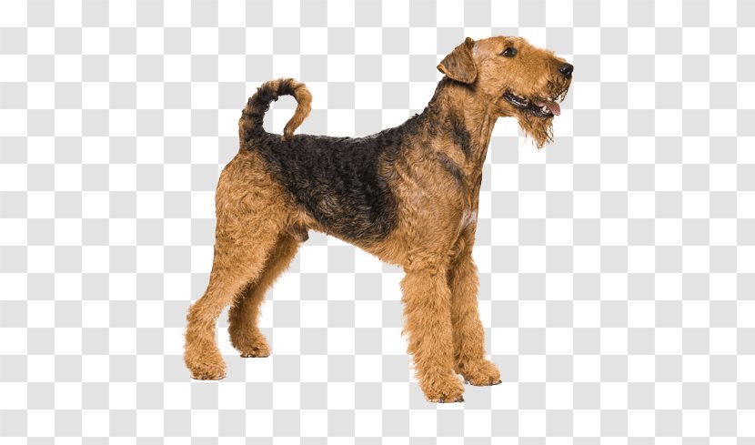 Airedale Terrier Dog Breed Pet Transparent PNG