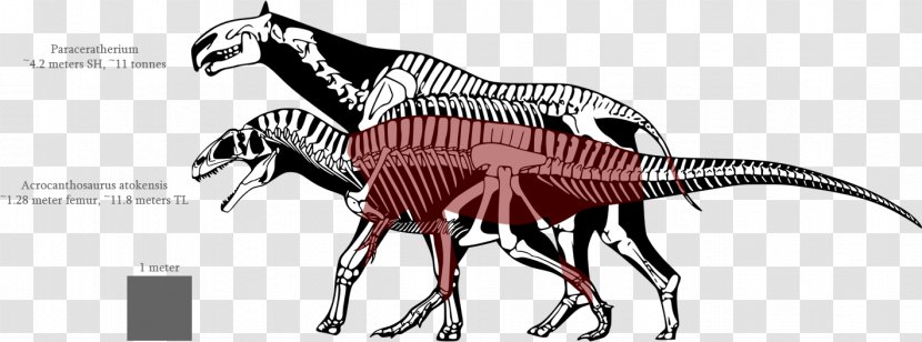 Tyrannosaurus Spinosaurus Dinosaur Size Allosaurus Nanotyrannus - Horse Like Mammal Transparent PNG