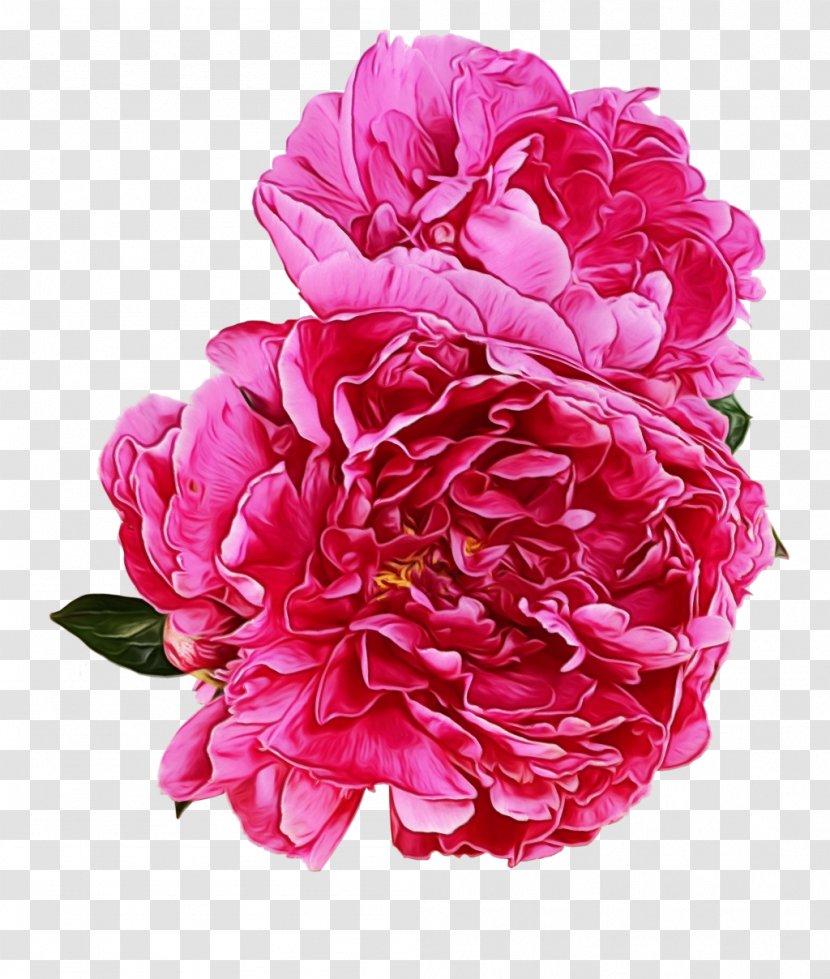 Peony Garden Roses Clip Art - Petal - Floral Design Transparent PNG