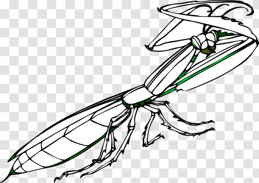 Insect Mantis Praying Clip Art - Area Transparent PNG
