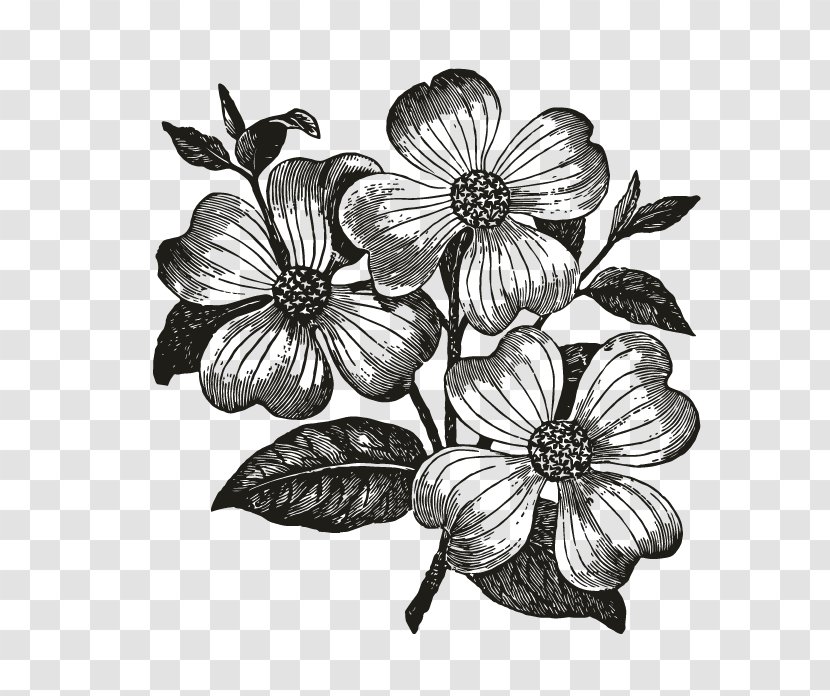 Flowering Dogwood Drawing Clip Art - Monochrome Photography - Floral Design Transparent PNG