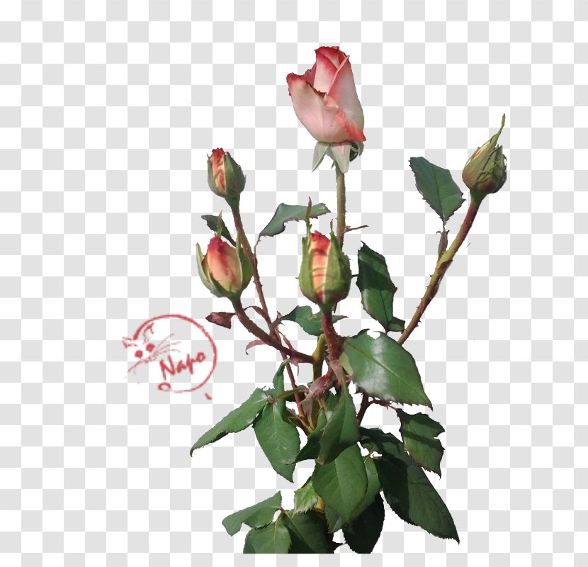 Garden Roses Cabbage Rose Petal Flower - Arranging - Napping Transparent PNG