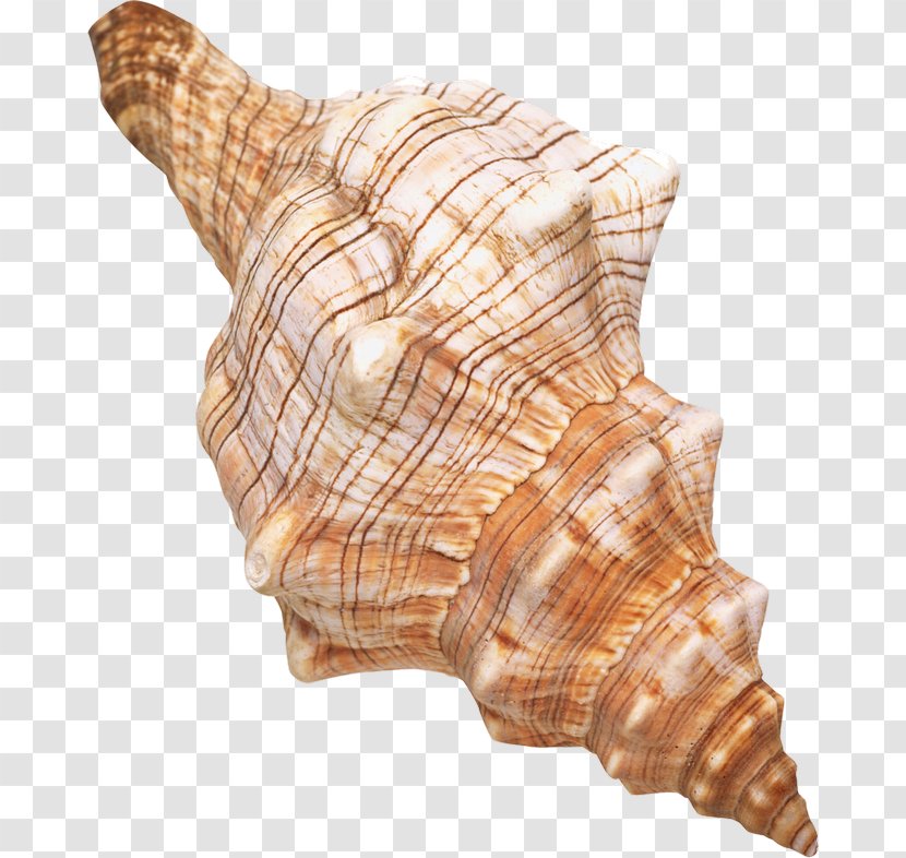 Seashell Clip Art - Sea Snail Transparent PNG