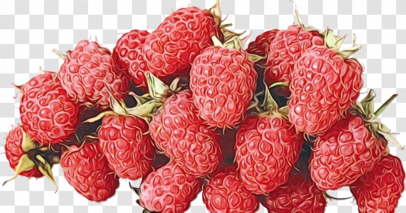 Fruit Cartoon - Soapberry Family - Rubus Transparent PNG
