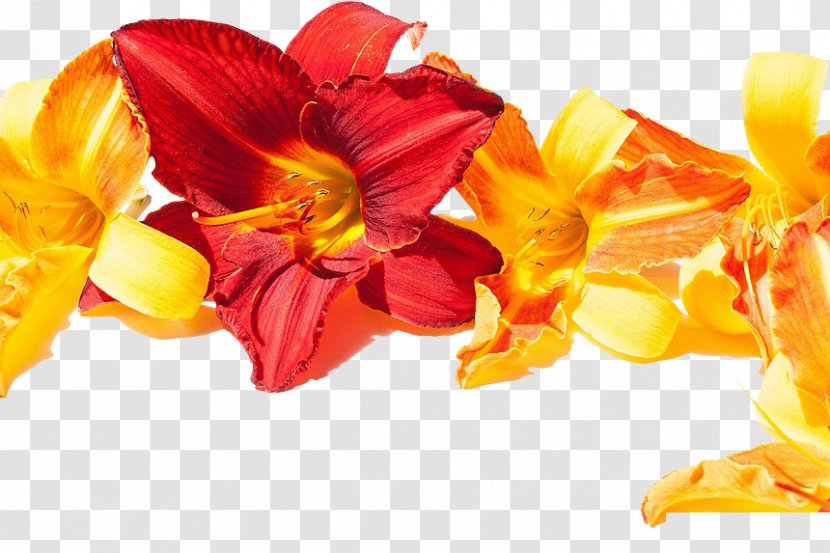 The Best Of Good Morning Wallpaper - Information - A Plurality Day Lily Transparent PNG