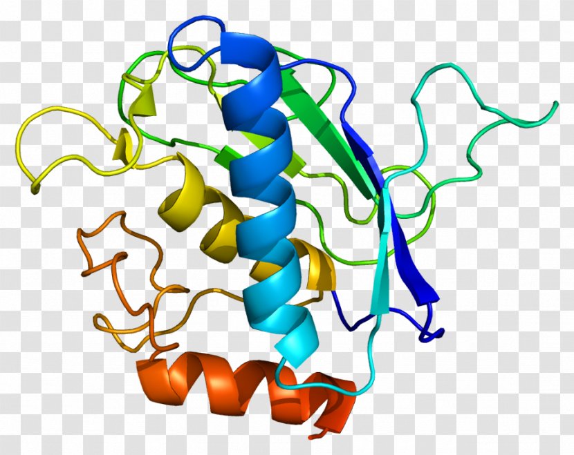 Matrix Metalloproteinase MMP16 Extracellular Proteoglycan - Area - Cranial Skeleton Transparent PNG