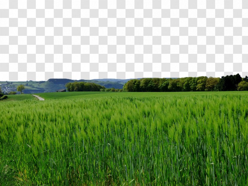 Crop Wheat Aojiru Cereal Barley - Lawn - Green Field Transparent PNG