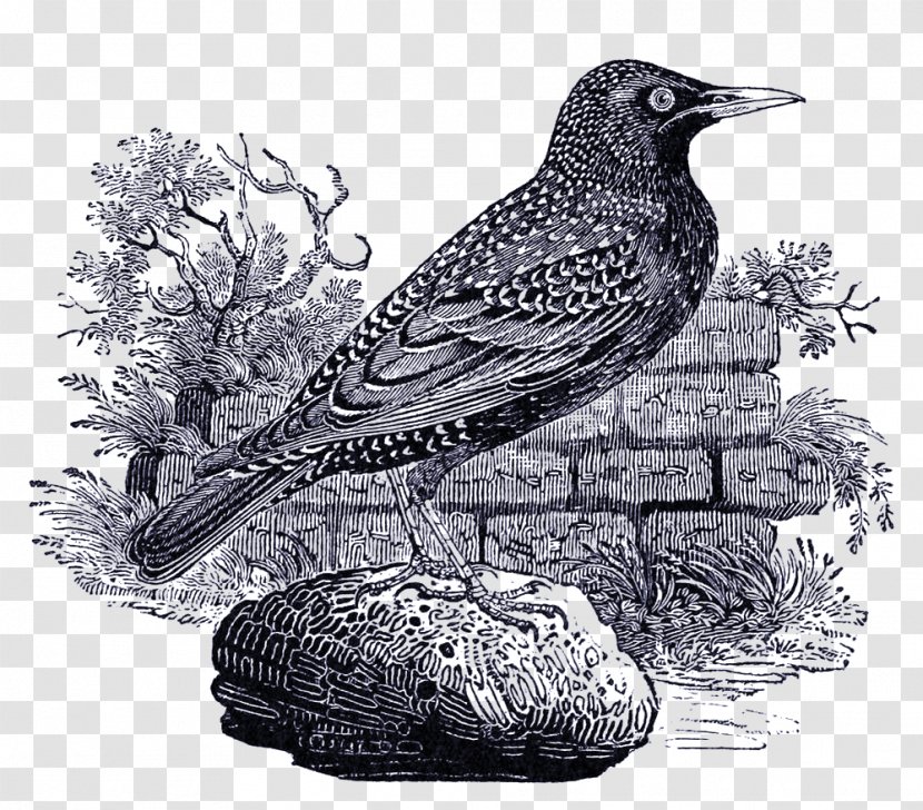 A History Of British Birds American Sparrows Birds: Volume 1, Containing The And Description Land Common Starling - Newcastle Upon Tyne - Bird Transparent PNG
