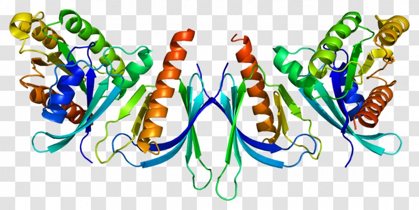 EXOC8 Exocyst Complex Component 8 Gene RALB - Zc Transparent PNG