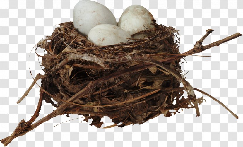 Bird Nest Egg Clip Art - World Wide Web Transparent PNG