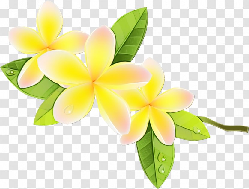 Cut Flowers Floristry Petal Yellow - Watercolor - Cattleya Plant Transparent PNG