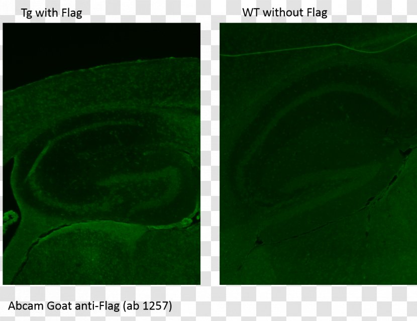 FLAG-tag Antibody Protein Desktop Wallpaper Immunohistochemistry - Computer Transparent PNG