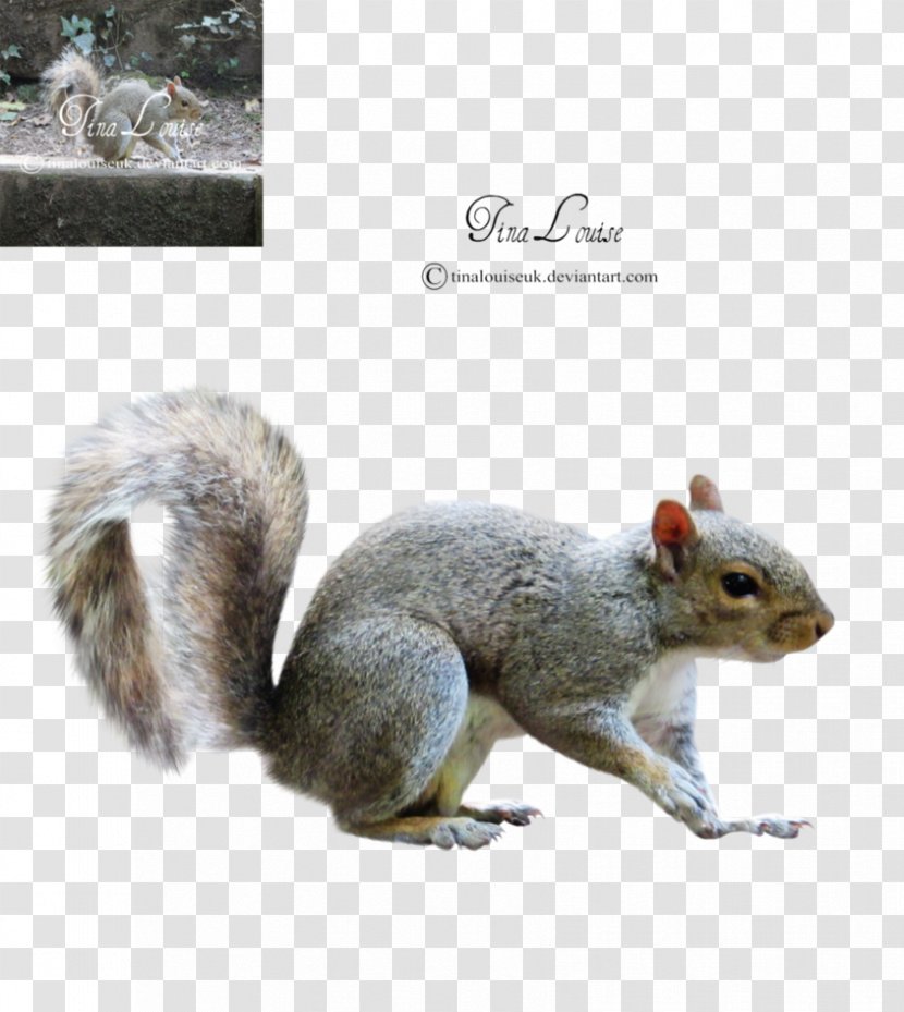 Fox Squirrel Terrestrial Animal Wildlife - Tail - Sky Transparent PNG